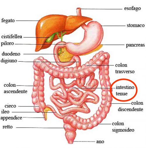 Enteroscopia Con Video Capsula Endoscopiadigestiva It Di Felice